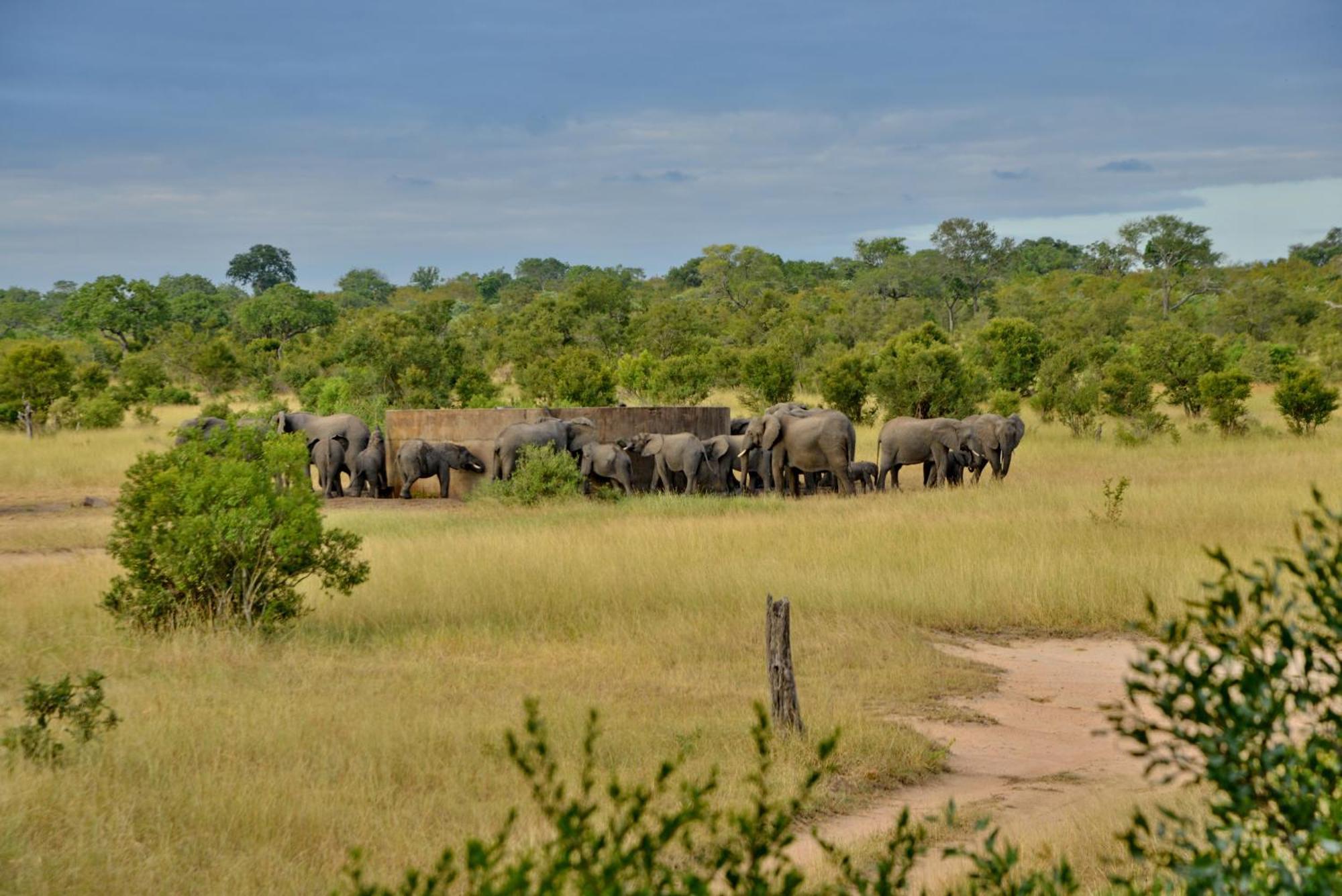 Rhino Walking Safaris Otel Skukuza Dış mekan fotoğraf