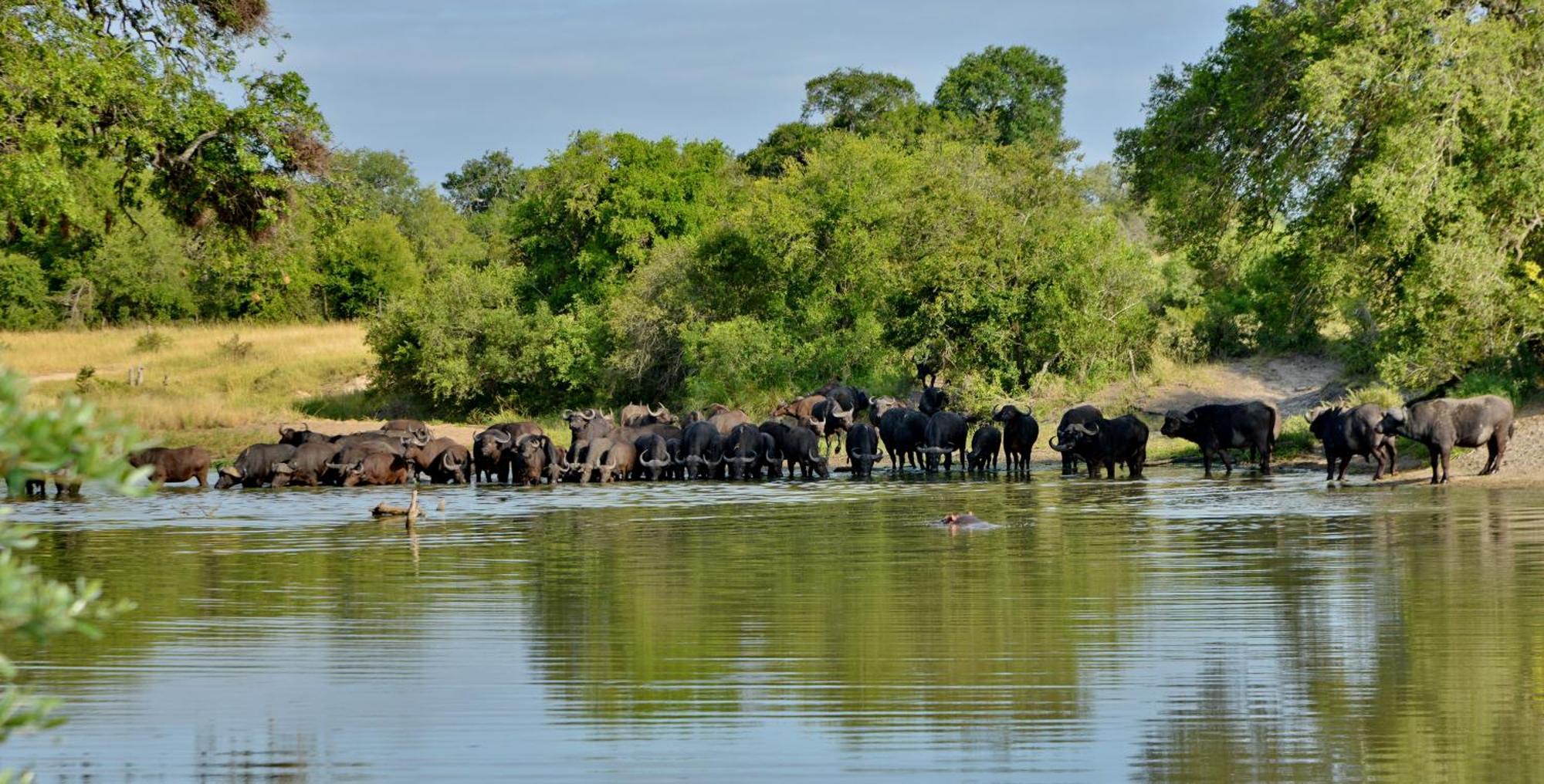 Rhino Walking Safaris Otel Skukuza Dış mekan fotoğraf