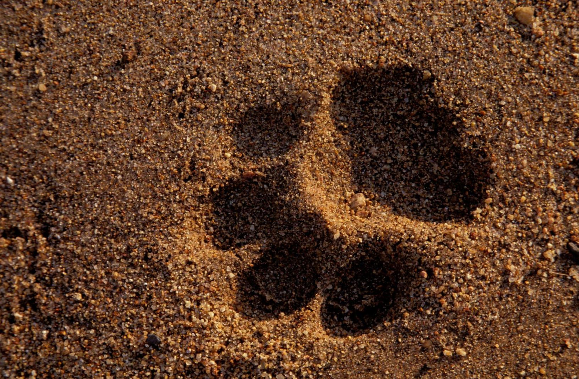 Rhino Walking Safaris Otel Skukuza Dış mekan fotoğraf