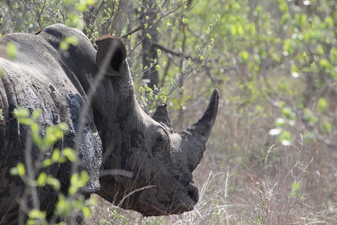Rhino Walking Safaris Otel Skukuza Dış mekan fotoğraf